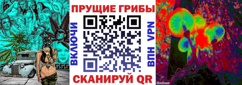 Купить где  Сосновка  Галлюциногенные грибы Psilocybine cubensis 